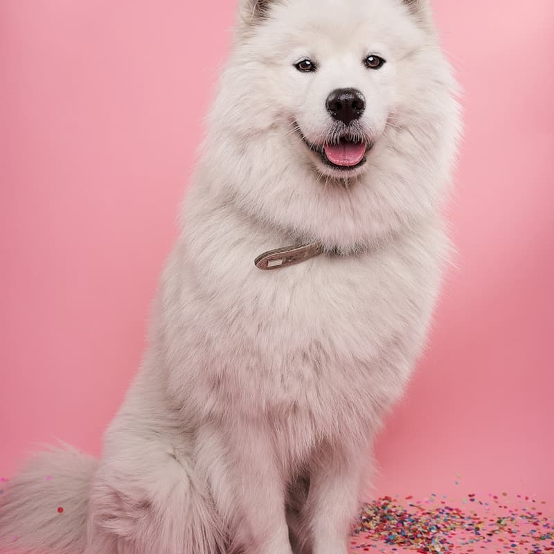 Beautifully groomed, clean and fluffy dog after a full groom at Dog Grooming Demo
