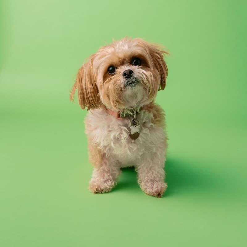 Scruffy, tangled dog before a professional grooming session at Dog Grooming Demo