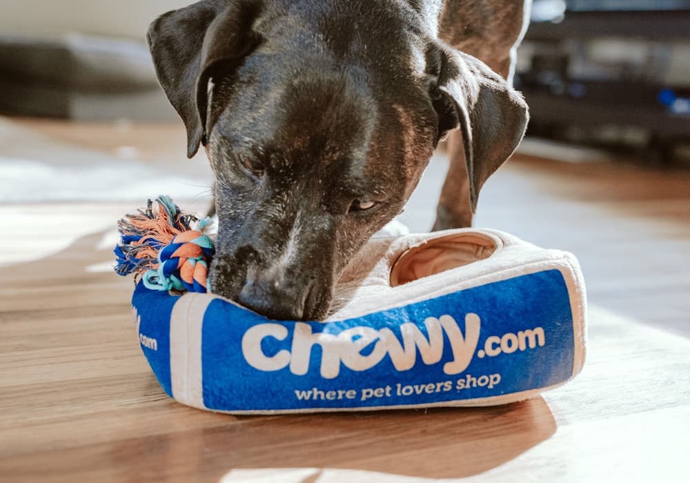 Inside the Wagsworth and Co grooming salon in Leicester
